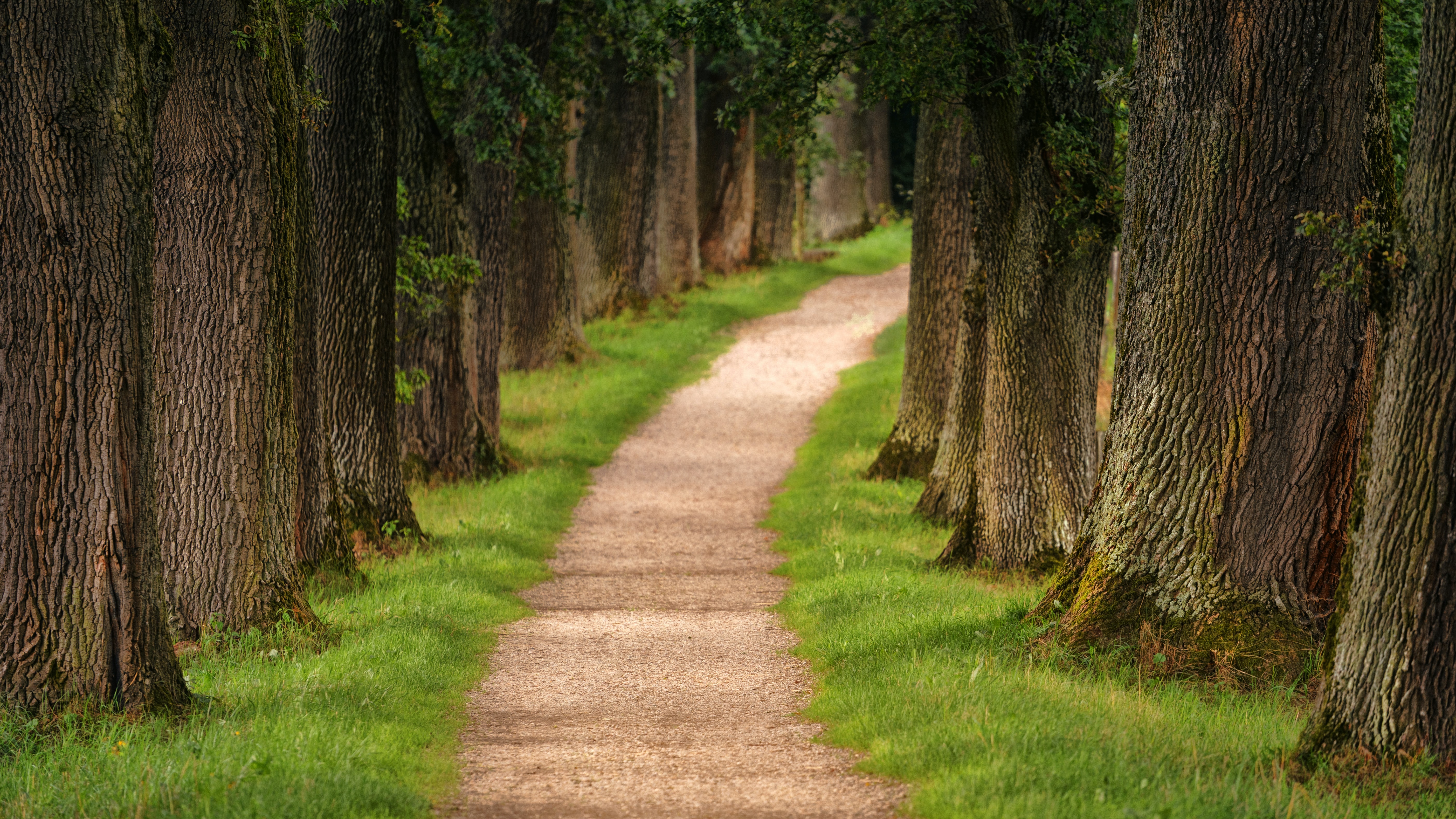 Pathway through a forest by Johannes Plenio on Unsplash Pathway through a forest by Johannes Plenio on Unsplash