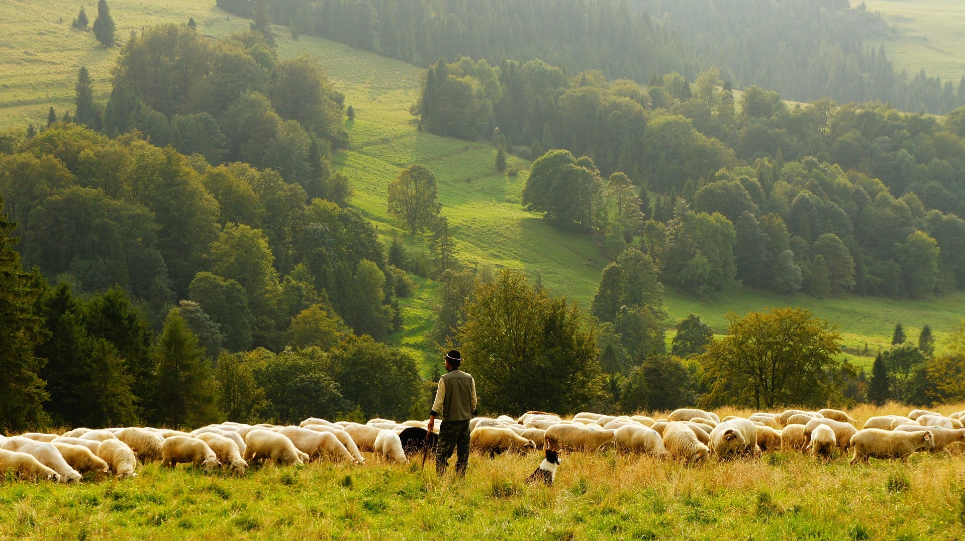 On being a shepherd of God's people