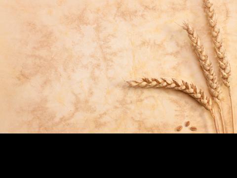 Marion Taylor fall 2024 blog on the book of Ruth wheat sheaves 