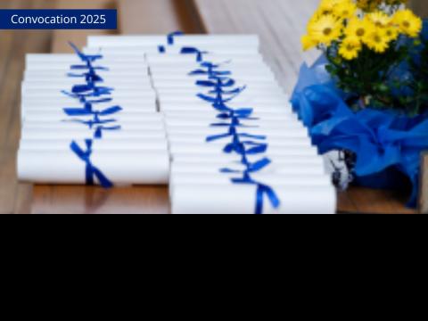 Convocation graduate certificates rolled and wrapped in blue ribbon on brown table next to pot of yellow flowers