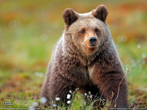 gallery bear