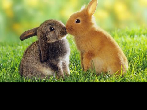 gallery bunny