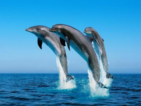 gallery dolphin