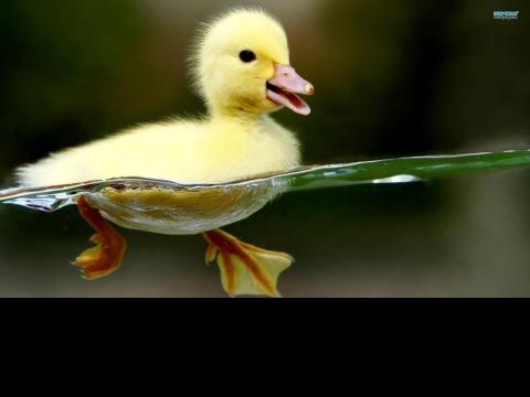 gallery duck