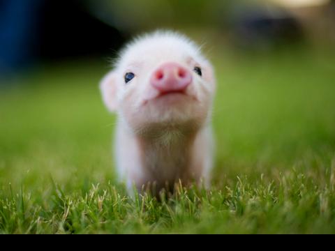 gallery pig