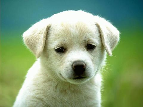 gallery puppy