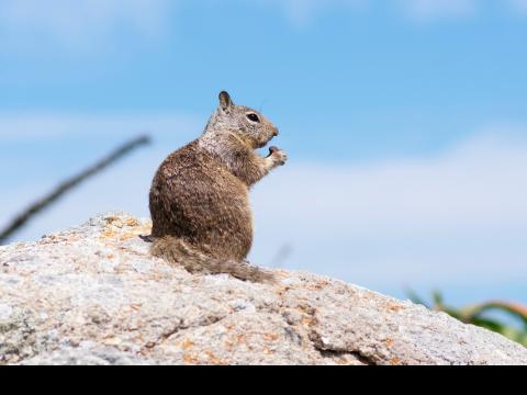 groundhog