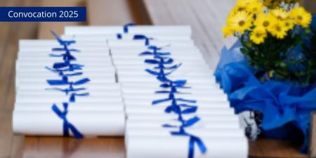 Convocation graduate certificates rolled and wrapped in blue ribbon on brown table next to pot of yellow flowers
