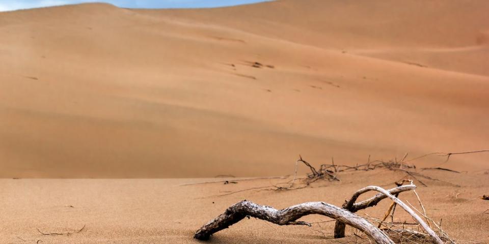 desert landscape with bare branches bottom right hand corner 