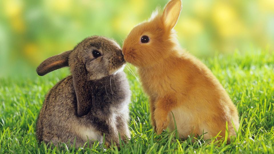 gallery bunny
