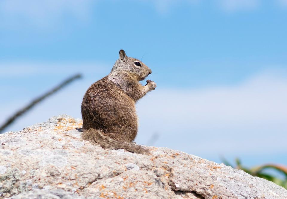 groundhog